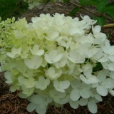 Hydrangea bombshell paniculata - opis, sadnja i njega